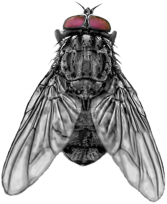 a fly